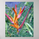 Recherche de fleur de digitale posters Floral