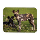 Recherche de espèces magnets Animaux