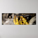 Recherche de serpent venimeux posters Reptile