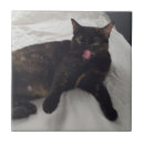 Zoek naar bedden tegels Kat
