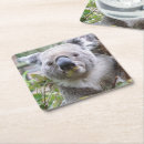 Recherche de koala dessous de verres Ours