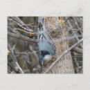 Recherche de rousse cartes postales Photographie de faune
