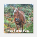 Recherche de animaux de forêt magnets Pour enfants