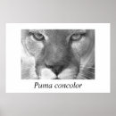 Recherche de de puma Panthère