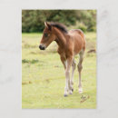 Recherche de poneys cartes postales Équin