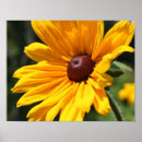 Zoek naar zwarte zon posters For her