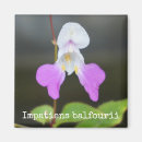 Recherche de orchidées magnets Jardin