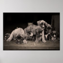 Recherche de boxeur posters Chiot