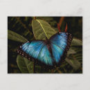 Zoek naar vlinder blauw briefkaarten Blauwe morfovlinder