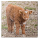 Recherche de bétail carreaux L'ecosse