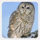 Recherche de hibou nocturne autocollants Aviaire
