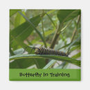 Recherche de insectes magnets Chenille