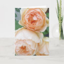 Zoek naar rosa kaarten Roos