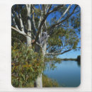 Recherche de ours koala tapis souris Faune