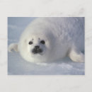 Recherche de phoques cartes postales Vie marine
