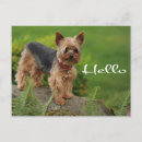 Recherche de yorkshire terrier chien cartes postales Dog