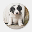 Zoek naar border collie magneten Puppy