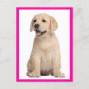 Zoek naar labrador briefkaarten Puppies