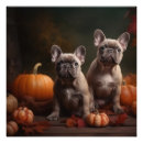Recherche de bouledogue français posters Chiot