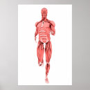 Recherche de épaule posters Bras