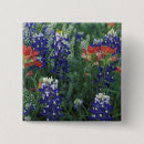 Recherche de texas bluebonnet badges Fleur sauvage