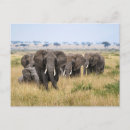 Recherche de elefant posters Safari