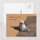 Zoek naar pelikaan briefkaarten Veren