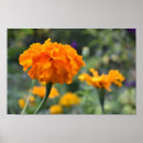 Zoek naar tuinen posters Natuur