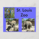 Recherche de animal zoo cartes postales Éléphants