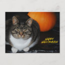 Recherche de vacances chat cartes postales Minou