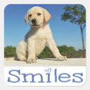 Recherche de chiot labrador autocollants Chien
