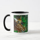 Recherche de cerfs communs de queue tasses Animal