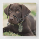 Zoek naar puppy hond klokken Labrador rekker