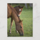 Recherche de jument cartes postales Champ
