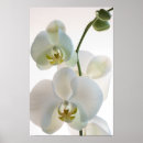 Zoek naar steele posters Bloem