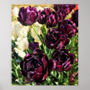 Recherche de tulipe violette posters Noir