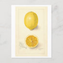 Zoek naar citroen briefkaarten Botanisch
