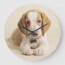 Recherche de chiot beagle horloges Photographie