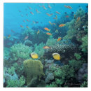 Recherche de récif carreaux Animal