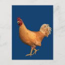Recherche de rooster cartes postales Plumes