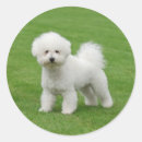 Recherche de frise de bichon autocollants Blanc
