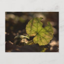 Recherche de sunnie cartes postales Photographie de la nature