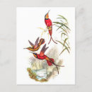 Zoek naar john gould briefkaarten Vintage
