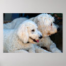 Zoek naar golden doodle kunst Schattig