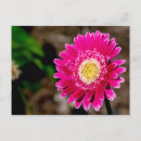 Recherche de gerber rose invitations Marguerite