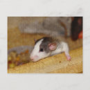 Zoek naar ratten briefkaarten Muis