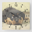 Recherche de rottweiler horloges Animal
