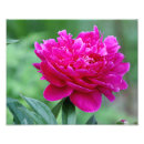 Recherche de pivoine rose posters Été