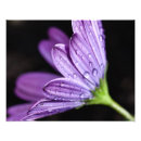 Recherche de osteospermum Marguerite africaine