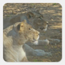 Recherche de de lion autocollants Sauvage